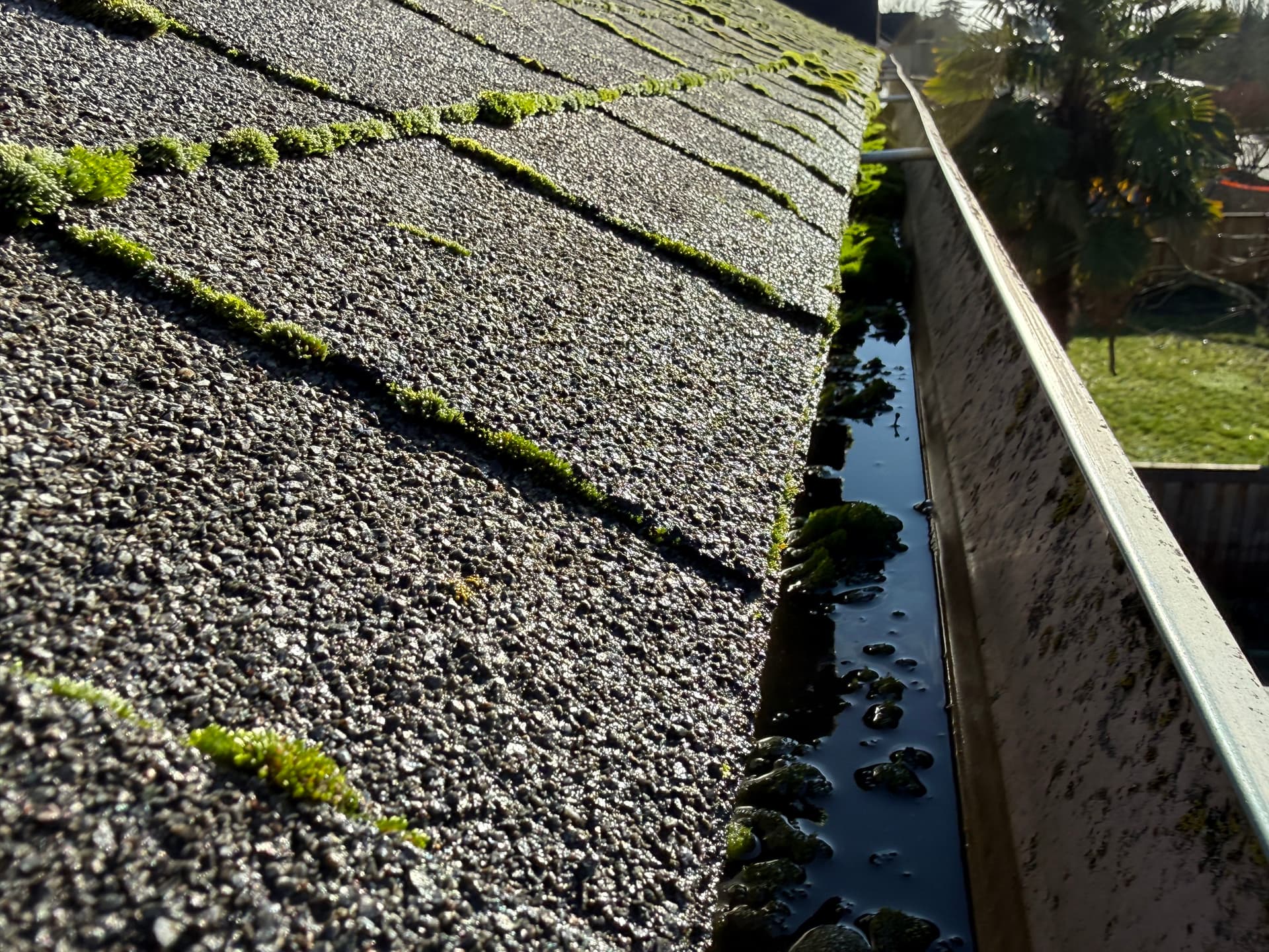 Gutters Full of Moss Not on Our Watch