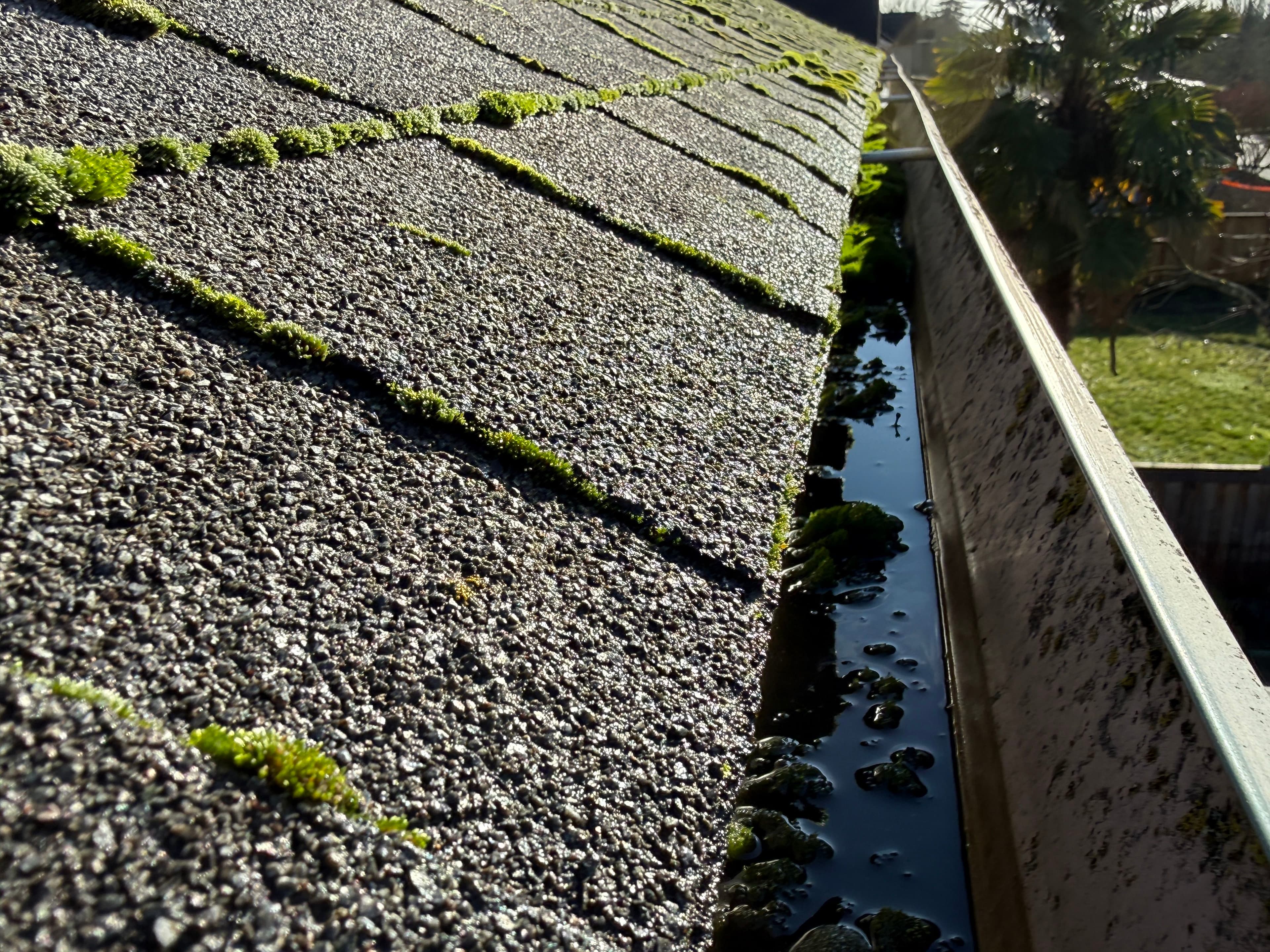 Project Gutters Full of Moss Not on Our Watch image